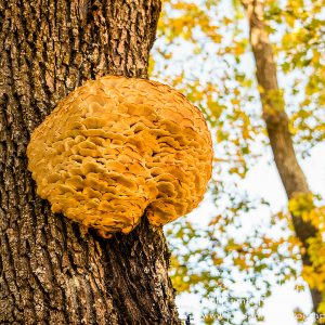 Fungus Laetiporus sulphureus, Cesis, Latvia. Nikkor 300mm
