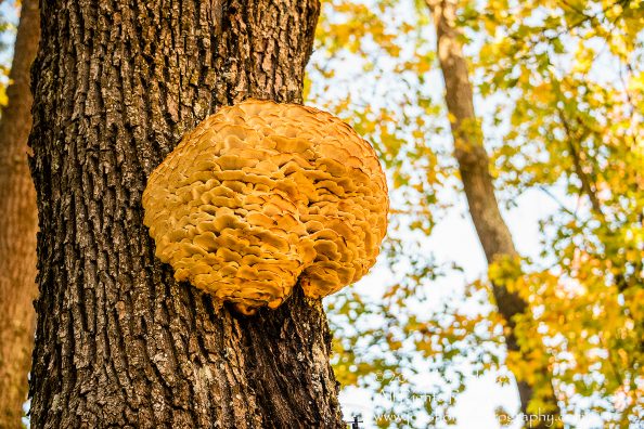 Fungus Laetiporus sulphureus, Cesis, Latvia. Nikkor 300mm