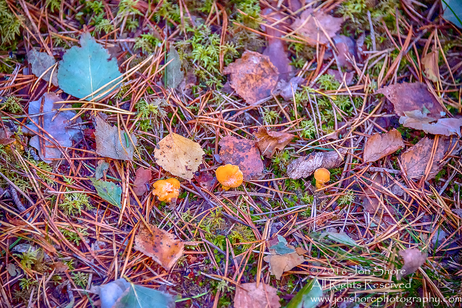 Late Autumn Chanterelle Mushrooms. Latvia. Nikkor 100mm