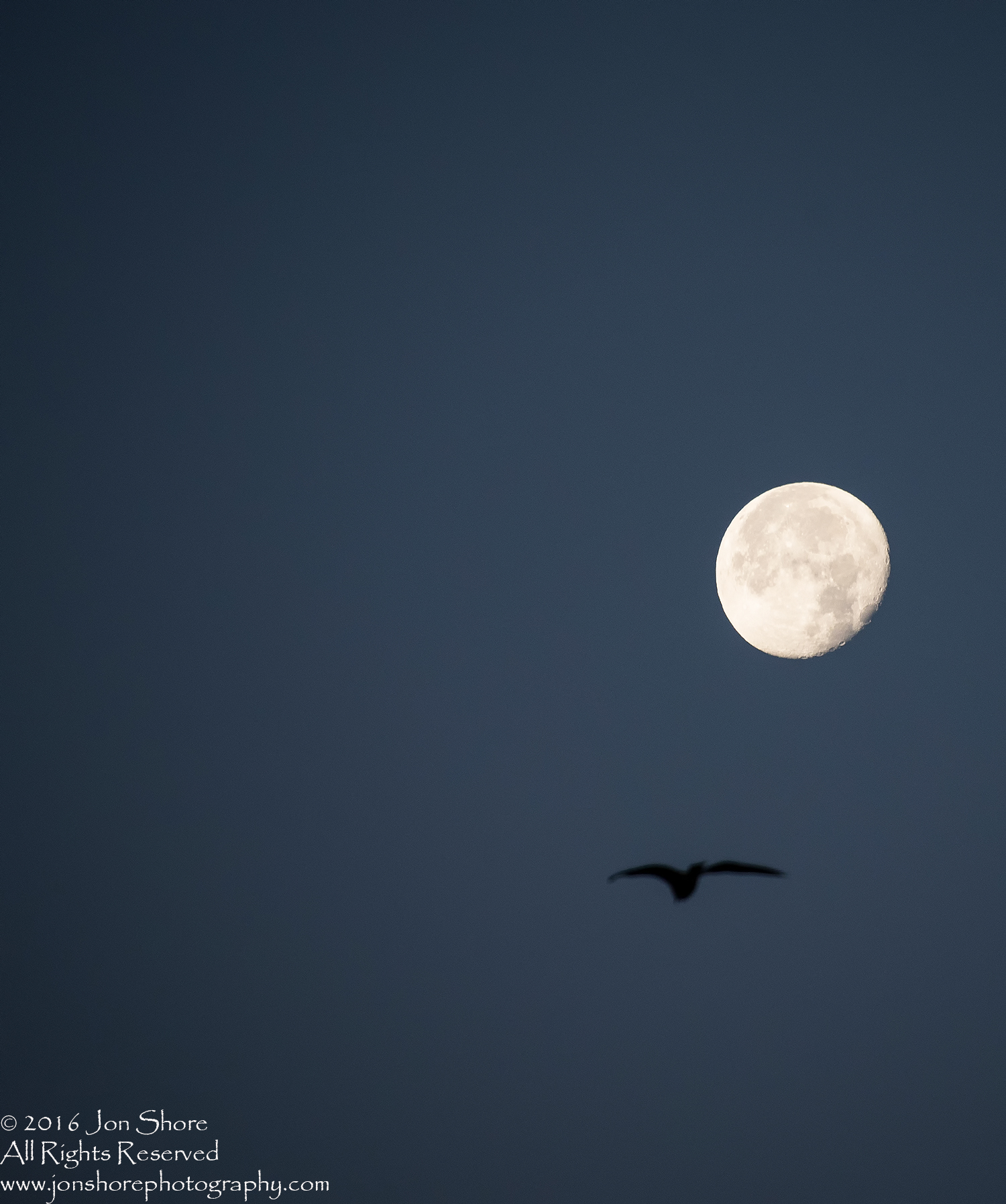 Moon and Gull. Nikkor 300mm