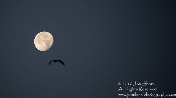 Moon and Gull. Nikkor 300mm