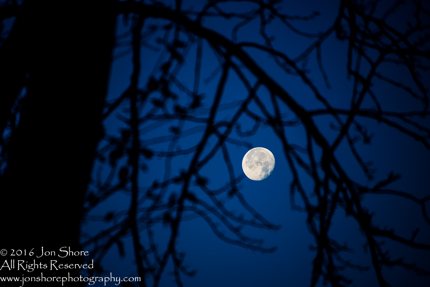Moon and Tree. Nikkor 300mm