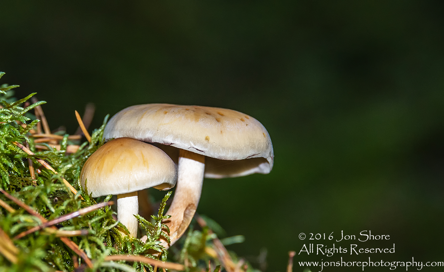 Mushrooms Kemeri National Park, Latvia. Nikkor 200mm