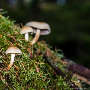 Mushrooms Kemeri National Park, Latvia. Nikkor 200mm