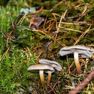 Mushrooms Kemeri National Park, Latvia. Nikkor 200mm