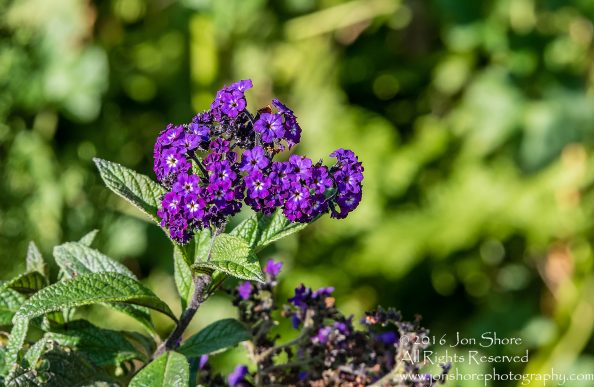 Purple Flowers. Trier, Germany. Nikkor 100mm