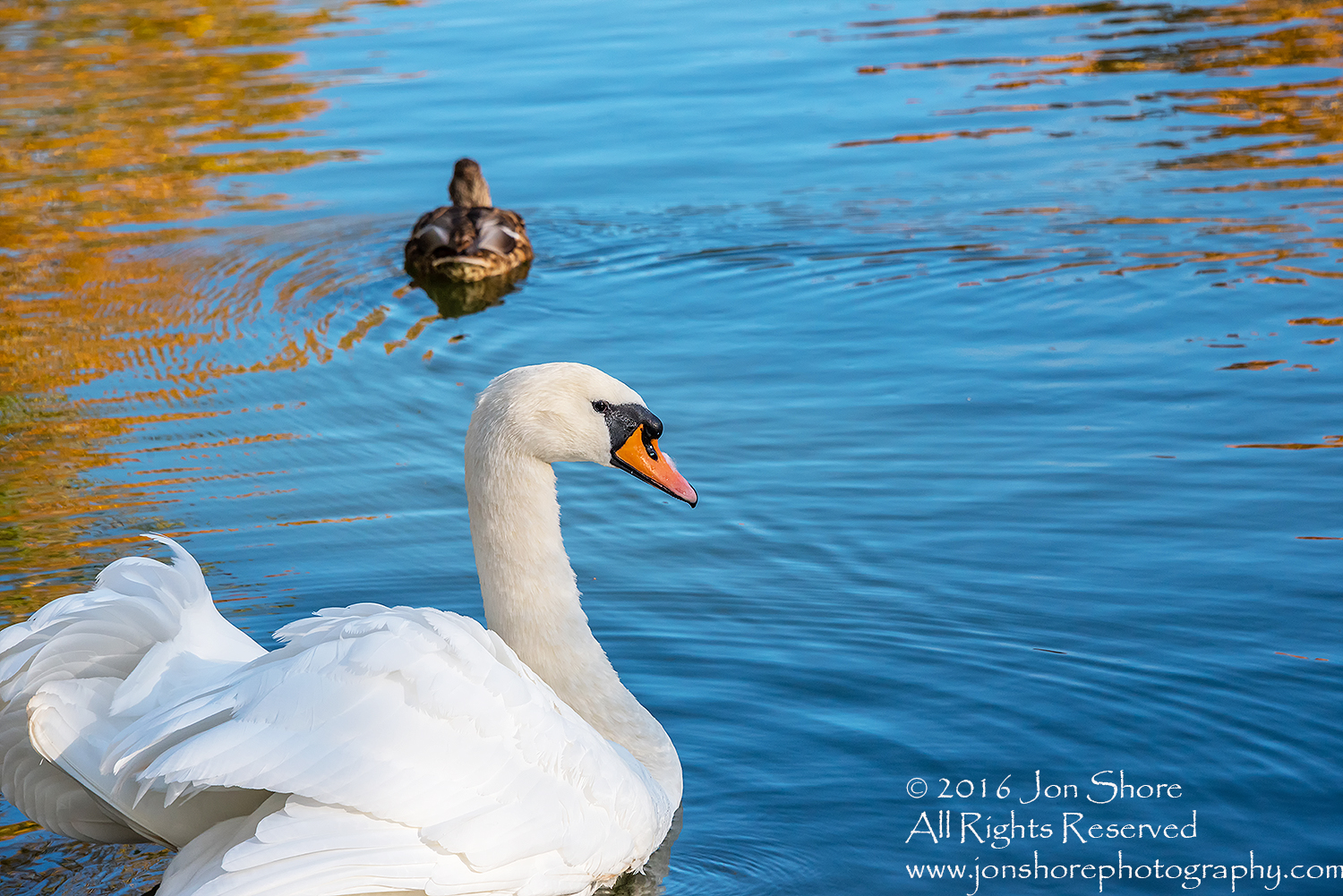 Swan and Duck in Autumn Reflection. Cesis, Latvia, Nikkor 300mm