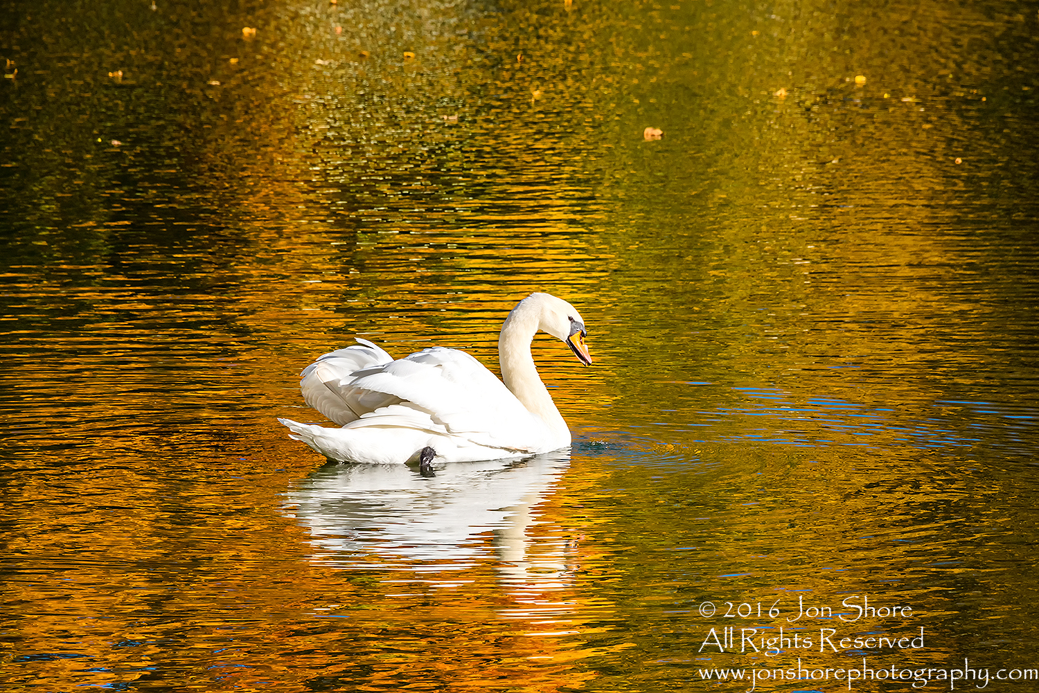 Swan in Autumn Reflection. Cesis, Latvia, Nikkor 300mm