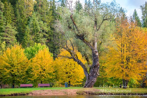 Autumn Tree in Ligatne. Nikkor 100mm