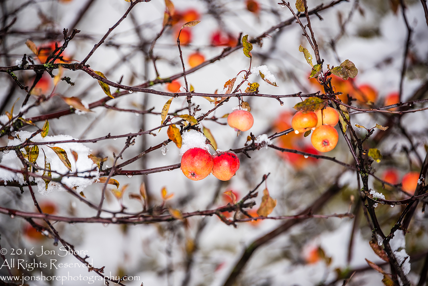 Winter Apples Riga, Latvia. Nikkor 300mm