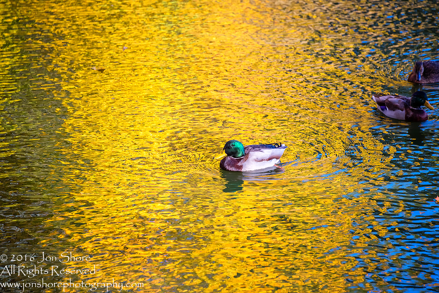 Ducks in Autumn Reflection. Cesis, Latvia, Nikkor 300mm