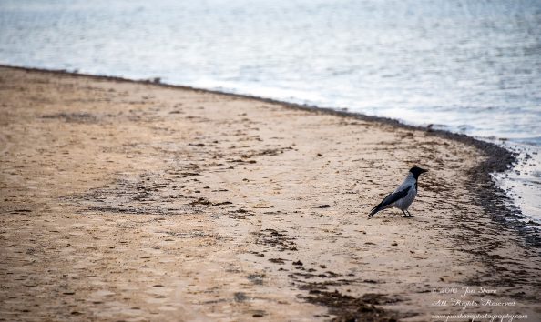 Black Headed Crow on a Latvian beach. Nikkor 300mm
