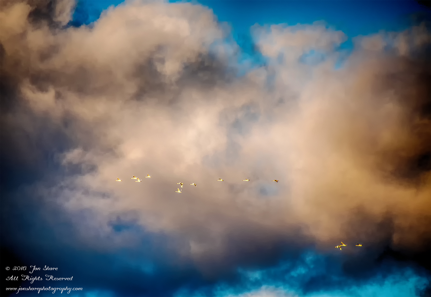 Swans flying in a stormy cloudscape. Nikkor 300mm