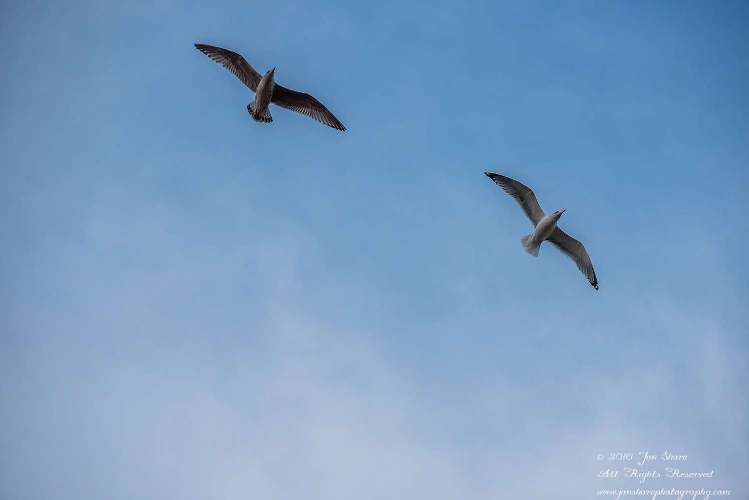 Two gulls flying in the Latvian winter sky. Nikkor 300mm