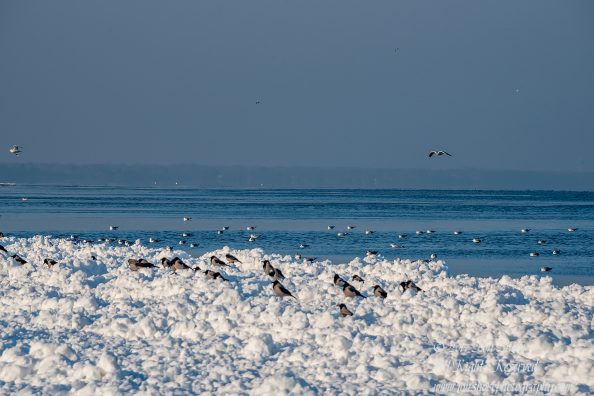 Winter at a Frozen Baltic Sea Beach. Nikkor 300mm