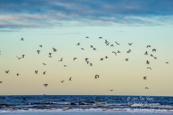 Seagulls over the Baltic Sea in Winter. Nikkor 300mm