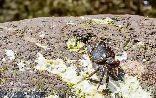 Macro of a tiny crab. Playa de Cura, Gran Canaria. Tamron 90mm Macro
