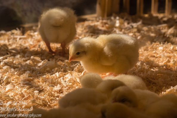 Hot Chick in Latvia. Nikkor 200mm