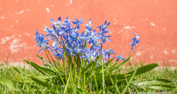 Siberian Squills in Latvia. Nikkor 200mm