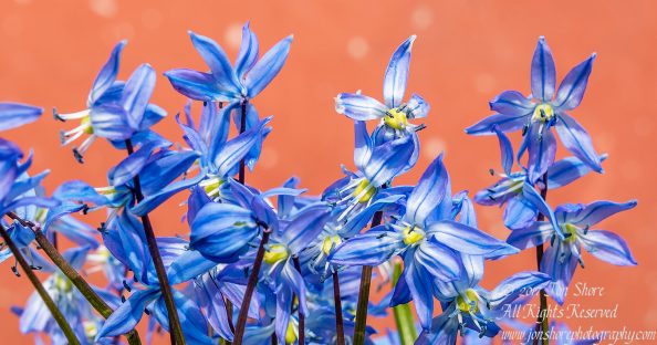 Siberian Squills in Latvia. Nikkor 200mm