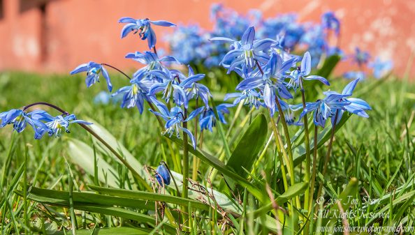 Siberian Squills in Latvia. Nikkor 200mm