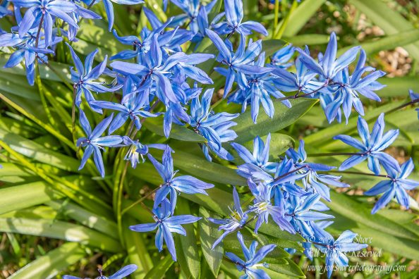 Siberian Squills in Latvia. Nikkor 200mm