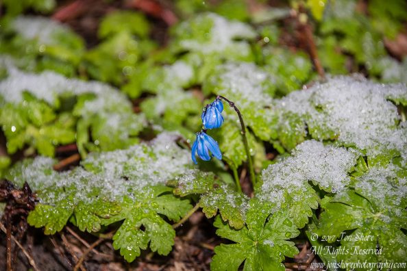 Siberian Squills in snow Riga Latvia Spring 2017. Nikkor 200mm