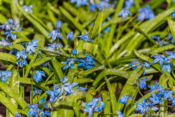 Siberian Squills in snow Riga Latvia Spring 2017. Nikkor 200mm
