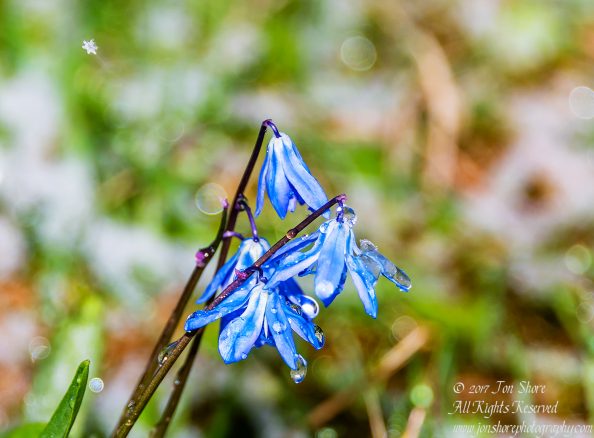 Siberian Squills in snow Riga Latvia Spring 2017. Nikkor 200mm