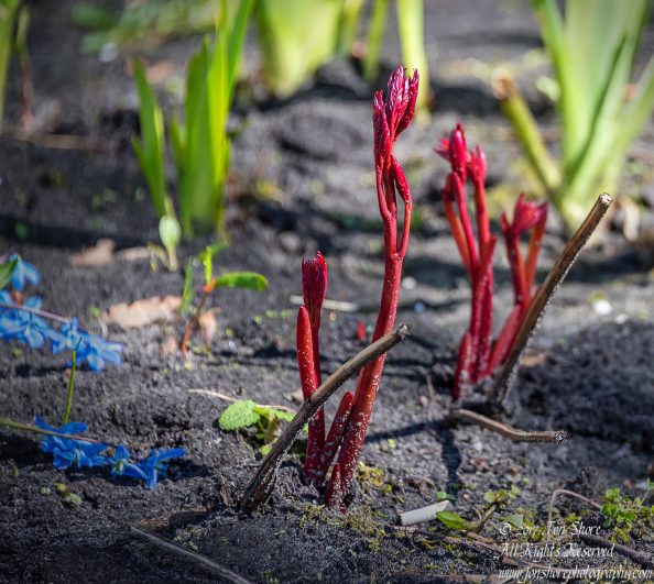 Sprouts Riga Latvia Spring 2017. Nikkor 200mm