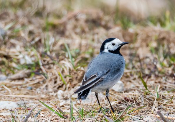 White Wagtail. Tamron 600mm