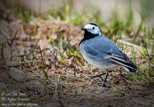 White Wagtail. Tamron 600mm