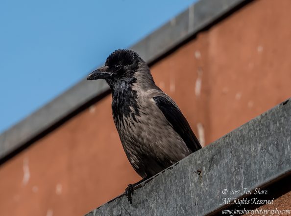 Black Headed Crow. Nikkor 300mm