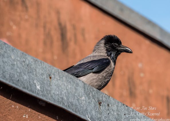 Black Headed Crow. Nikkor 300mm