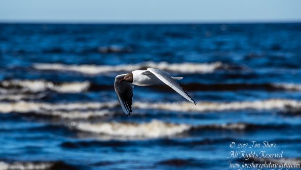 Black Headed Seagull. Tamron 600mm