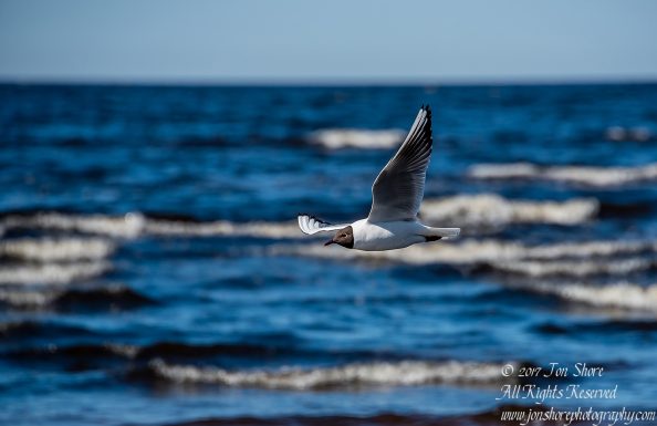 Black Headed Seagull. Tamron 600mm