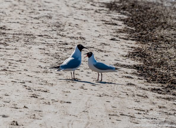Black Headed Seagull. Nikkor 300mm
