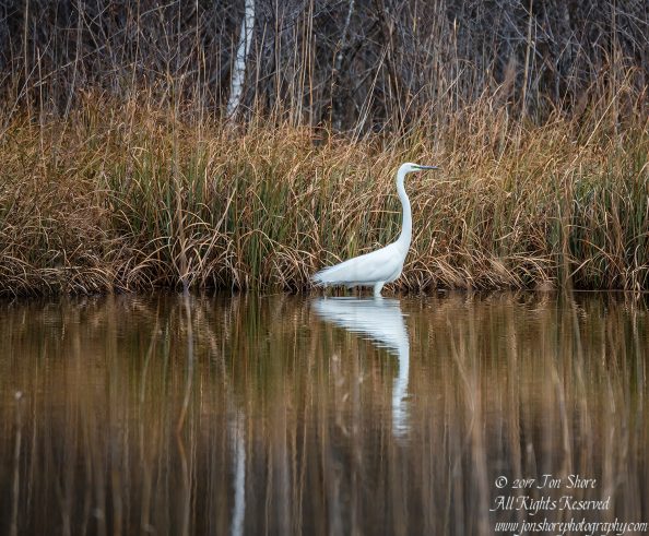 Great White Egret. Tamron 600mm