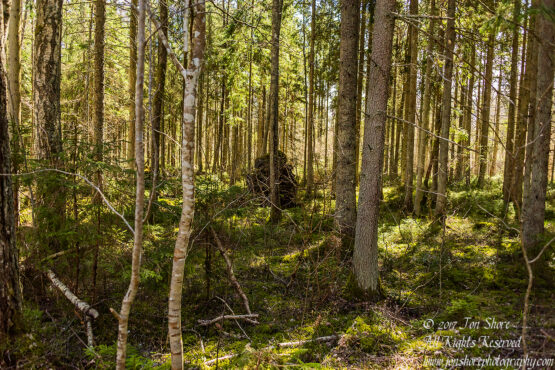 Primeval Latvian Forest. Nikkor 50mm