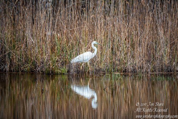 Great White Egret. Tamron 600mm