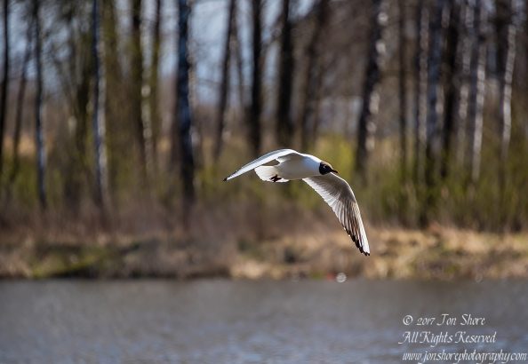 Black Headed Seagull. Nikkor 300mm
