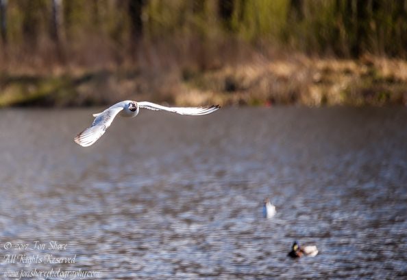 Black Headed Seagull. Nikkor 300mm
