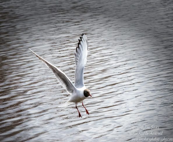 Black Headed Seagull. Nikkor 300mm