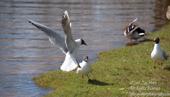 Black Headed Seagull. Nikkor 300mm
