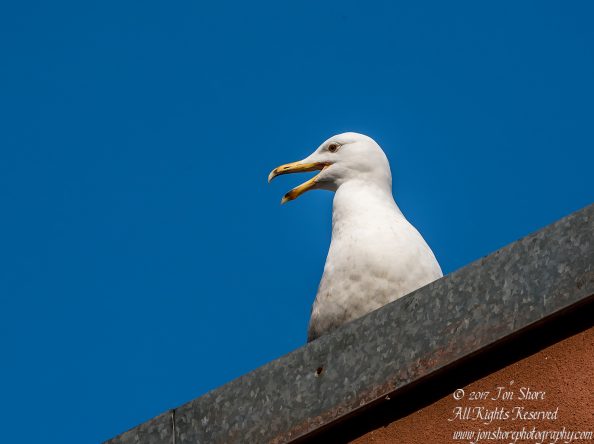 Herring Gull Latvia Spring 2017. Nikkor 300mm