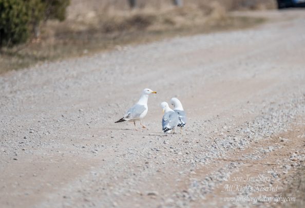 Juvenile delinquent gulls Latvia Spring 2017. Nikkor 300mm
