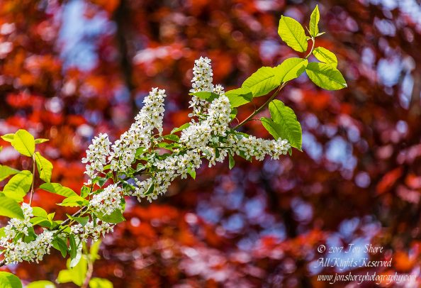Spring Blossoms Jurmala Latvia. Nikkor 300mm