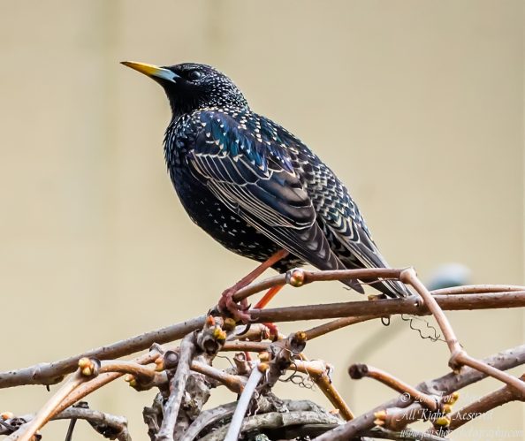 Starling Latvia Spring 2017. Tamron 90mm