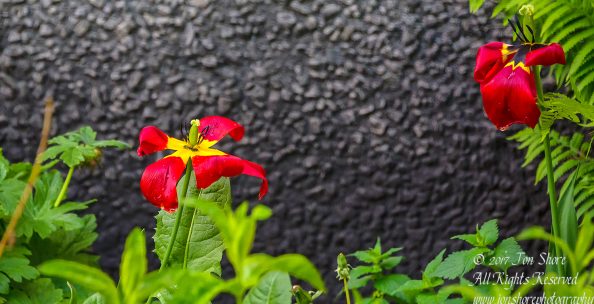 Tulip Riga Latvia Spring 2017. Nikkor 300mm