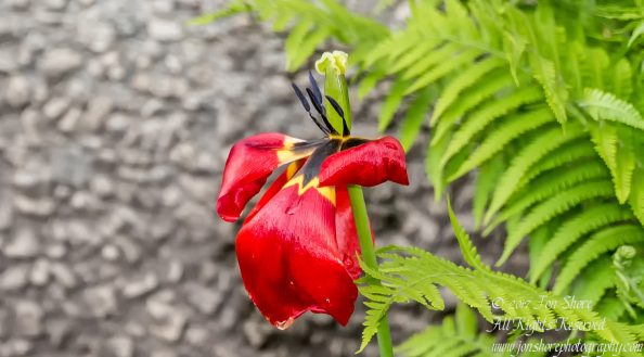 Tulip Riga Latvia Spring 2017. Nikkor 300mm